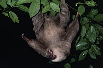 Hoffmann's Two-toed Sloth (Choloepus hoffmanni) defensive threat display while hanging upside down in tree, Costa Rica