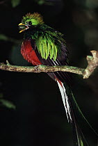 Resplendent Quetzal (Pharomachrus mocinno) male eating Wild Avocado (Ocotea sp), Costa Rica