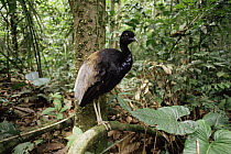 Gray-winged Trumpeter (Psophia crepitans) in rainforest understory, Ecuador