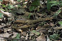 Pauraque (Nyctidromus albicollis) camouflaged on ground nest, incubating eggs among leaf litter, Peru