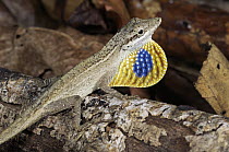 Silky Anole (Norops sericeus) male displaying dewlap, Costa Rica