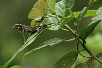Berthold's Bush Anole (Polychrus gutturosus) on leaf, Costa Rica