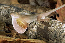 Dry Forest Anole (Norops cupreus) male displaying dewlap, Costa Rica
