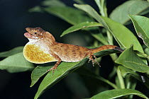 Montane Anole (Norops altae) male displaying dewlap to another male, Costa Rica