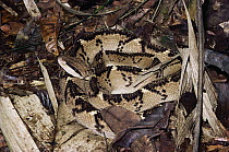 Bushmaster (Lachesis muta) two meters long, largest venomous snake in the world, Costa Rica