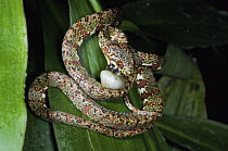 Red-eyed Snail-eater Snake (Sibon lamari) predating a snail, has specially adapted teeth for biting through shells, Costa Rica