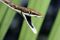 Brown Vine Snake (Oxybelis aeneus) arboreal snake with mouth open in defensive behavior, Costa Rica