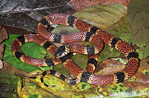Clark's Coral Snake (Micrurus clarki) venomous species showing warning coloration, Costa Rica