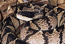Bushmaster (Lachesis muta) two meters long, largest venomous snake in the world, Costa Rica