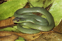Green Racer (Drymobius melanotropis) amid leaf litter on rainforest floor, Costa Rica