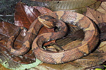 Cantil (Agkistrodon bilineatus) venomous species amid leaf litter, Costa Rica