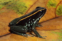 Golfodulcean Poison Frog (Phyllobates vittatus) portrait, on leaf, Costa Rica
