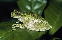 Starrett's Treefrog (Hyla tica) on leaf, Costa Rica