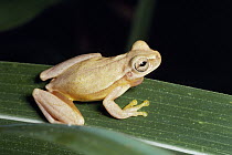 Yellow Cricket Treefrog (Hyla microcephala) on leaf, Costa Rica