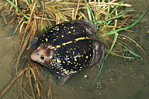 Mexican Burrowing Toad (Rhinophrynus dorsalis) inflates when threatened or calling, native to Texas and Costa Rica