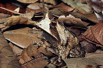 Horned Frog (Proceratophrys sp) camouflaged amid leaf litter on forest floor, Brazil