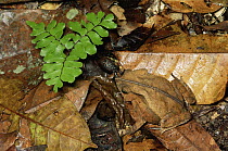 Leaf Litter Toad (Bufo typhonius) camouflaged on forest floor, Peru