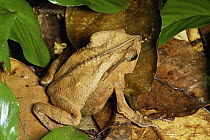 Leaf Litter Toad (Bufo typhonius) camouflaged on forest floor, Peru