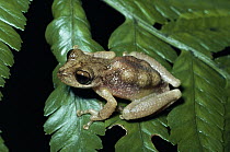 Pygmy Marsupial Frog (Flectonotus pygmaeus) female carrying eggs in her pouch, Venezuela