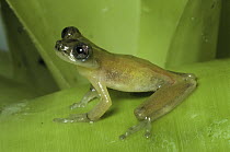 Zetek's Treefrog (Hyla zeteki) portrait, Costa Rica