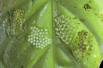 Reticulated Glass Frog (Hyalinobatrachium valerioi) pair guarding two clutches of eggs, each at different stages of development, Costa Rica