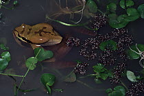 Tarraco Treefrog (Smilisca phaeota) pair spawning, Costa Rica