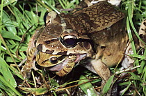 Smokey Jungle Frog (Leptodactylus pentadactylus) predating Masked Puddle Frog (Smilisca phaeota), Costa Rica