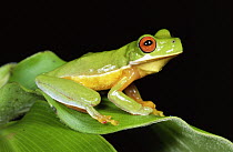 Costa Rica Brook Frog (Duellmanohyla uranochroa) population numbers have been affected by climate change, Costa Rica