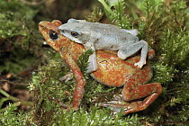 Harlequin Frog (Atelopus varius) pair in amplexus, Costa Rica