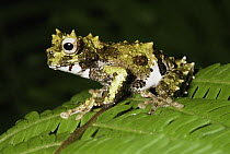Tree Frog (Hyla calypsa) portrait, Costa Rica