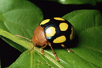 Leaf Beetle (Chrysomelidae) on leaf, Peru