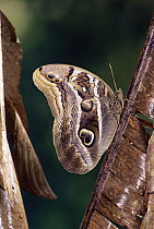 Double-spotted Owl Butterfly (Eryphanis aesacus) found in Heliconia thickets, Costa Rica