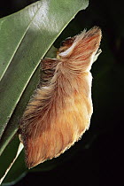 Flannel Moth (Megalopygidae) caterpillar, has urticating hairs that cause irritation if disturbed, Costa Rica