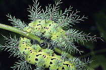 Moth (Automeris sp) caterpillar with urticating hairs that cause irritation if disturbed, Costa Rica