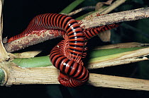 Giant Millipede pair mating, displaying warning colors, Costa Rica