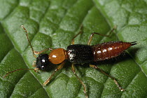 Rove Beetle (Staphylinidae) showing warning coloration, extremely caustic secretions, Costa Rica
