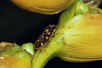 Froghopper (Cercopidae) group feeding on Heliconia (Heliconia latispatha), Costa Rica