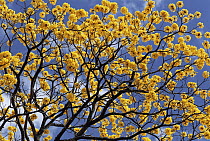 Yellow Cortez (Tabebuia ochracea) flowering shortly after rain, Costa Rica