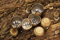 Bird's Nest Fungus (Cyathus sp) showing spores that are dispersed by rain drops, Peru