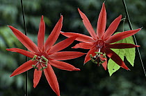 Perfumed Passion Flower (Passiflora vitifolia) flowers, Costa Rica