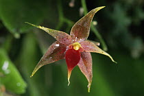 Orchid (Lepanthes ciliisepala), a tiny miniature epiphytic species, flower only 3 to 4 mm across, Costa Rica