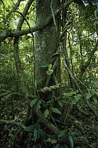 Tree trunk and twisted lianas in rainforest understory, Peru