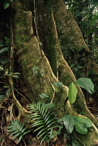 Rainforest tree showing buttress roots, Ecuador