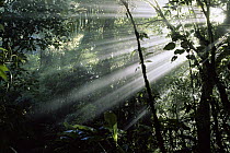 Interior cloud forest, shafts of sunlight shining through canopy break allowing growth of understory plants, Costa Rica
