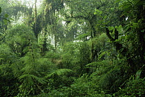 Cloud forest from the Brilliant trail, Monteverde Cloud Forest Reserve, Costa Rica