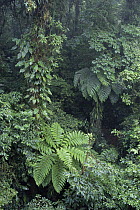 Cloud forest, from the sky walk, private reserve with canopy walk, Costa Rica