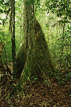 Tree with buttress roots in tropical rainforest, Peru