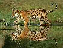 Siberian Tiger (Panthera tigris altaica) sub-adult walking through water, native to Russia