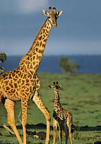 Masai Giraffe (Giraffa tippelskirchi) mother and calf, Kenya