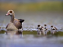 Egyptian Goose (Alopochen aegyptiacus) mother and goslings, Kenya